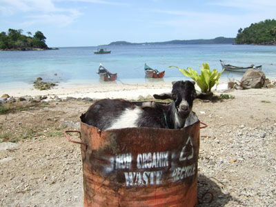 Organic Waste