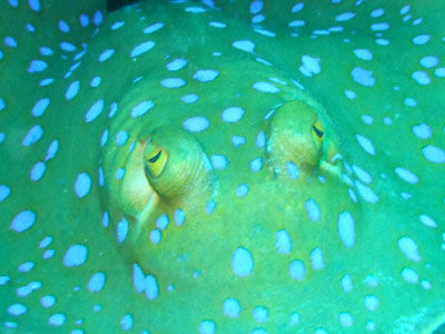 Blue Spottet Fantail Stingray. Die gucken immer so.