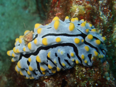 Nacktschnecke mit blindem Passagier