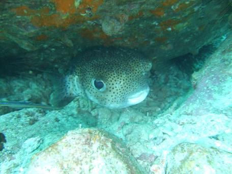 Porcupine Fish. Die gucken immer so suess.