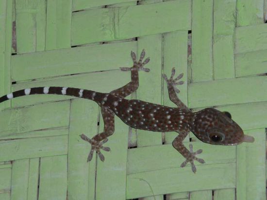 Babyriesengecko
