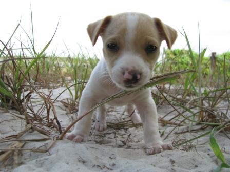 Wachhund der Strandbar
