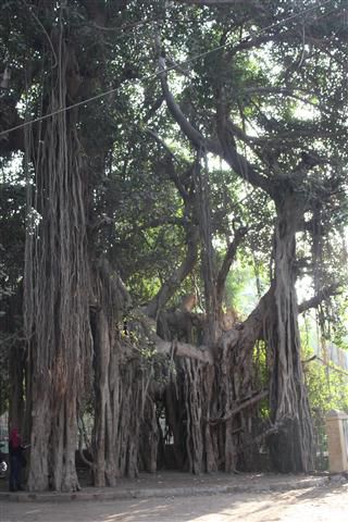Ein Ficus Bengalensis