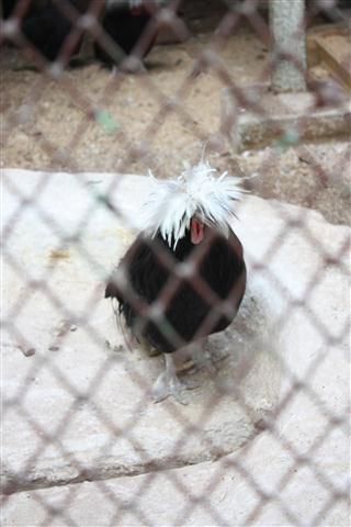Ein lustiger Vogel mit komischer "Haarpracht"