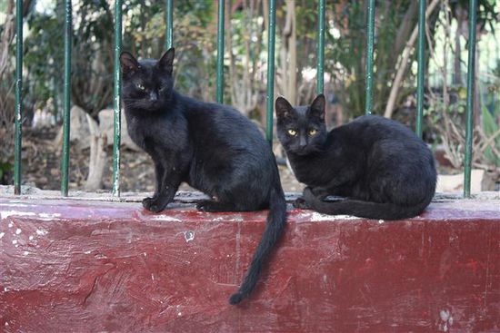 wie überall in Ägypten frei herumlaufende Katzen