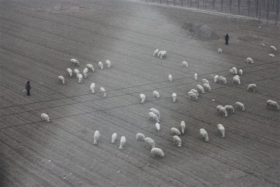 Aus dem Fenster konnte ich trotz des sehr trüben Wetters ein wenig sehen; hier eine kleine Schafherde...