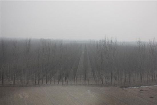... hier einen künstlich angelegten Wald...