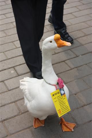 Eine Gans mit Personalausweis um den Hals Sie lief immer brav neben ihrem Besitzer her.
