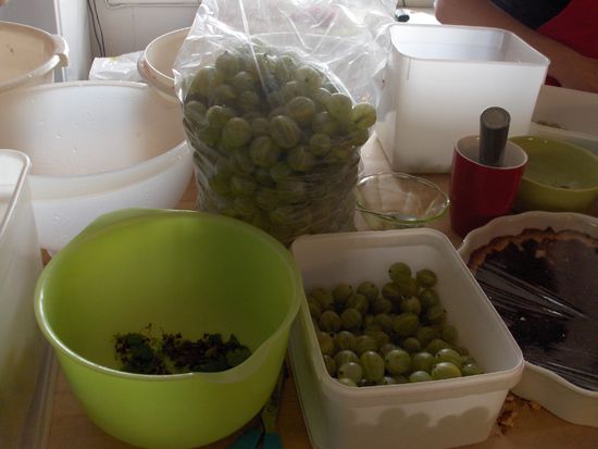 abgelesene Stachelbeeren