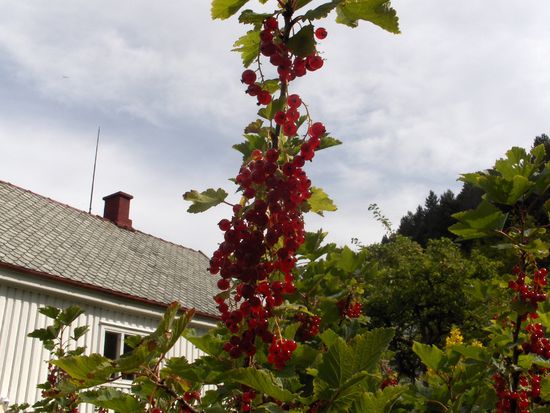 Johannisbeeren