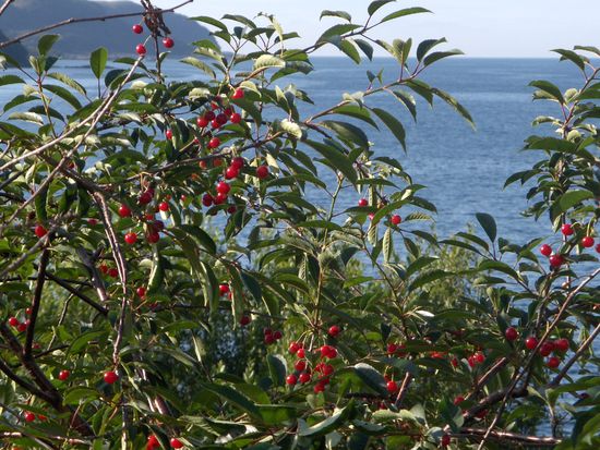 Saure Kirschen im Vordergrund, das Meer im Hintergrund