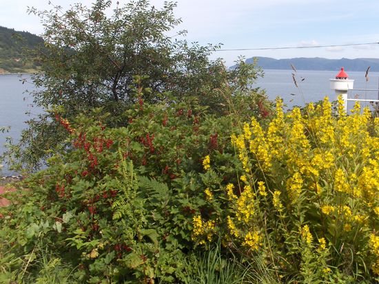 Im Garten.