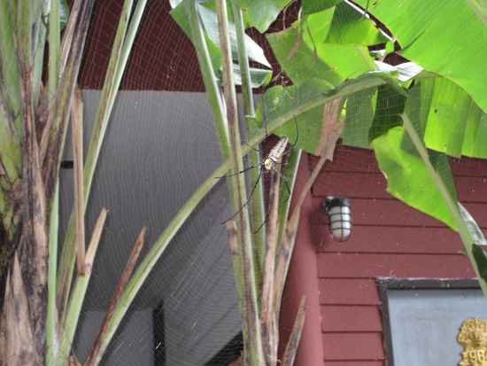 als ich mit ihr kaempfte lag sie auf mir und drueckte mich zu boden!