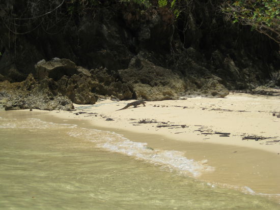 1,50 m Waran an unserem kleinem strand!