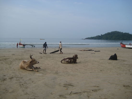 so sehen glückliche Kühe aus!