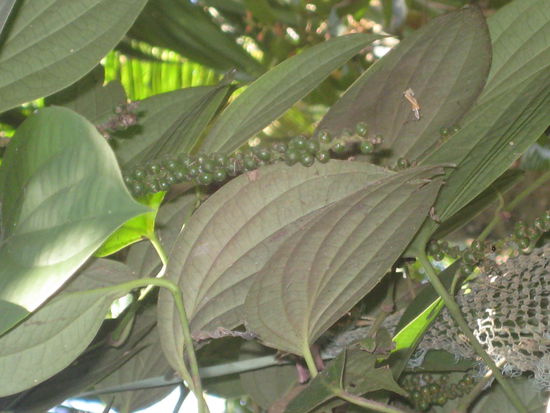 Indien ist da, wo der Pfeffer wächst