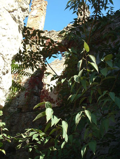 Die Natur holt sich die Ruinen zurück