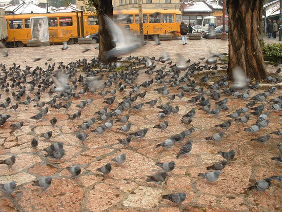 Tauben in der Bašcaršija