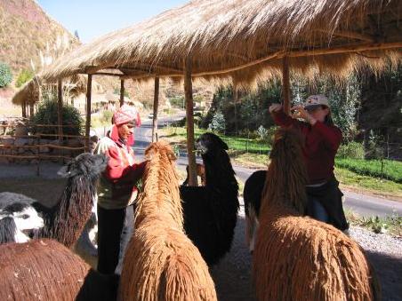 Raubtierfuetterung einiger Alpacas