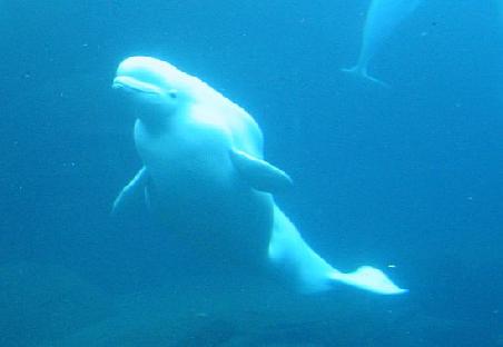 Ein Beluga ("Marshmallow" -Wal im Stanley-Park Aquarium
Un Beluga dans l'aquarium de Vancouver