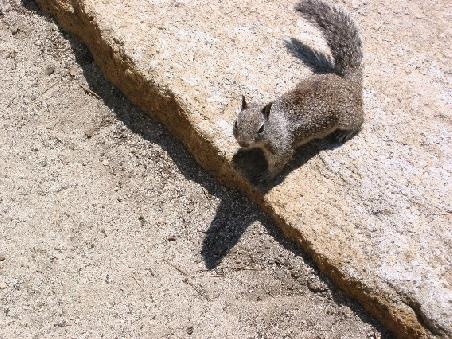 Meister Sqirrel trifft man hier an jeder Buschecke
Les ecureuils sont dans tous les coins