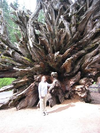 Ein umgefallener Sequoia und seine Wurzel
Devant les racines d'un sequoia tombe