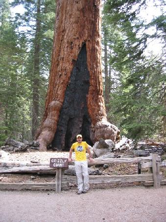 Der Grizzly Giant, ein wahres Sequoia Prachtexemplar
Le sequoia Grizzly Giant