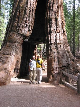 Durch einige der Sequoias kann man auch locker durchwandern
Et un des sequoias que l'on peut traverser