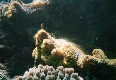 Eine kleine Nemo-Familie in ihrer beschuetzenden Anemone
Une famille Nemo dans leur anemone de mer