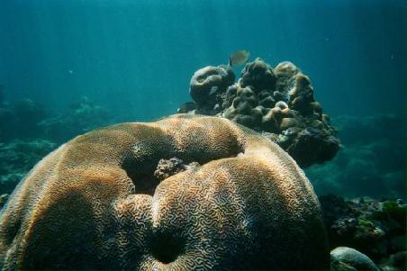 Unglaublich welch interessant symmetrische Formen die Natur da unter Wasser so hervorbringt
Un magnifique corail pres de la surface