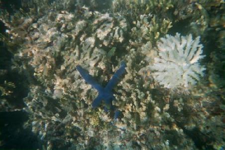 Die Seesterne sind hier ganz schoen blau
Et une etoile de mer...