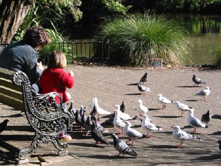 Taubenfuettern im Auckland Domain Park
Et les pigeons sont bien sur aussi de la partie
