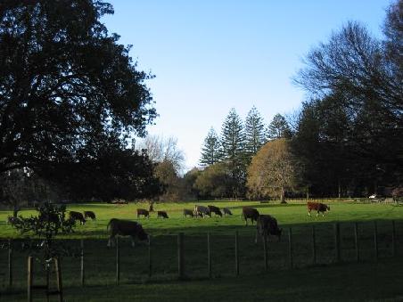 Und nochmal der schoene Cornwall Park mit dem Licht der untergehende Sonne und seinen gluecklichen Kuehen
Il y a meme des vaches dans le parc de Cornwall, en pleine ville