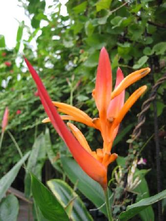 Eine Orchidee im Garten des Campingplatzes von Thames. Rosi, bitte die genaue Art identifizieren und in das Gaestebuch schreiben!
Une orchidee dans le jardin d'orchidees et de papillons du camping