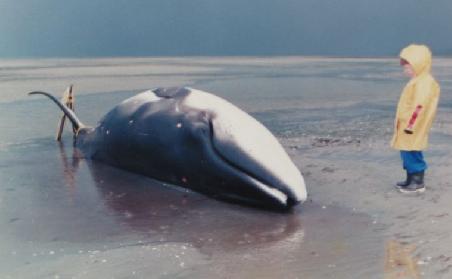 Ein gestrandeter Wal am Farewell Spit (abfotografiertes Foto, copyright by Farewell Spit Safari)
Photo d'une photo d'une baleine echouee sur les plages de Farewell Spit (ce qui arrivent presque tous les ans)
