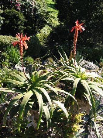 Und nochmals ein paar nette Pflanzen aus den botanischen Gaerten
Quelques fleurs dans les jardins