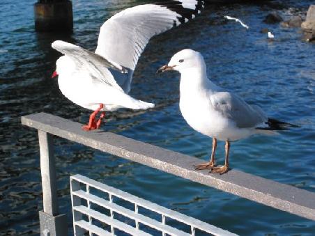 Moewen-Flughafen: Moewe 747-1 ist gerade beim Abheben, waehrend Moewe 767-2 noch das Triebwerk im Ruhezustand testet
Aeroport des mouettes de Wellington. Mouette 747-1 s'apprete a decoller et 747-2 est en attente