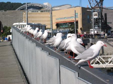 Viel los am Moewen-Flughafen heute, die Warteschlange fuer den Start ist sehr lang und Verspaetungen die Regel
L'aeroport des mouettes est tres frequente ce jour la. Des retards a prevoir