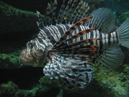 Das Aquarium zeigt viele der Bewohner des Great Barrier Reefs, hier ein sehr giftiger Lion-Fish
Un des poissons de la Grande Barriere de Corail a l'Aquarium de Sydney