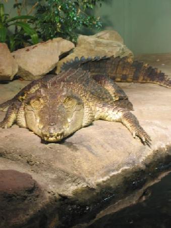 Ein typischer Bewohner des tropischen Nordens Australiens, dem wir beim Schwimmen mal besser nicht begegnen wollen
Un crocodile, habitant des tropiques en Australie