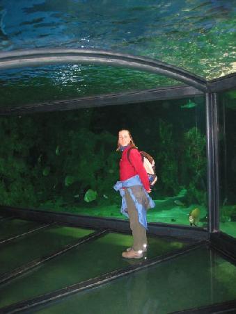 Glas an allen Seiten im Sydney Aquarium sorgt fuer echtes Unterwasser-Feeling
Nous sommes entoures de verre et d'eau pour une meilleure vue du monde sousmarin