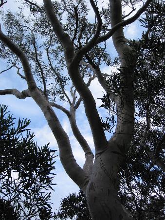 Millionen von Eukalyptusbaeumen wie dieser wachsen hier
Des millions d'eucalyptus poussent ici