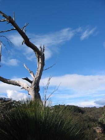Ein alter, morscher Eukalyptusbaum
Un vieux eucalyptus