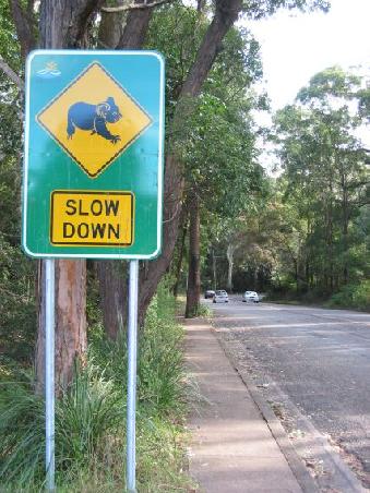 Trotz vieler Schilder gibt es viele Koala-Crashs in Austsralien, die meisten sind toedlich. Das gleiche gilt leider auch insbesondere fuer Kaenguruhs, die wir reihenweise an den Strassen liegen sehen
Malgre les differents paneaux, il y a beaucoup de Koalas qui meurent des suites d'accidents de voiture. C'est egalement le cas pour les Kangourous dont nous avons vu beaucoup morts sur le bord de la route.