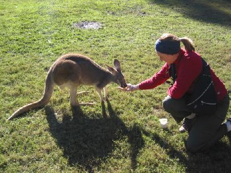 Ein kleines Kaenguruh, nicht das letzte das wir auf unserer Reise sehen werden
Un Kangourou dans le parc de Billabong a Port Macquarie