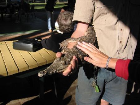 Mini-Kroko zum Anfassen, gefaellt dem armen Kroko aber verstaendlicherweise gar nicht
Un petit crocodile qui n'apprecie pas vraiment d'etre exhibe et touche par tout le monde, on peut le comprendre