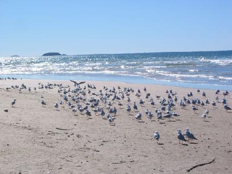 Morgendlicher Strandspaziergang bei Coffs Harbour, die uns umzingelnden Moewenschar hat was von Hitchcocks "Die Voegel". "Meins, meins, meins!!!", schreien sie.
Balade matinale sur la plage de Coffs Harbour avec de nombreuses mouettes.
