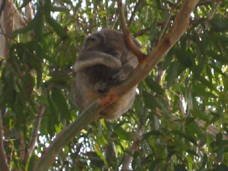 Schlafender Koala samt Kind in den Baumwipfeln
Un Koala avec son petit a dormir dans un arbre