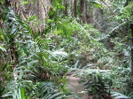 Schon interessant was auf Sand alles fast problemlos waechst, hier der Wanggoolba-Creek mit seiner ueppigen Vegetation
Plutot interessant ce qui peut pousser seulement sur du sable, ici Wanggoolba-Creek au centre de l'ile