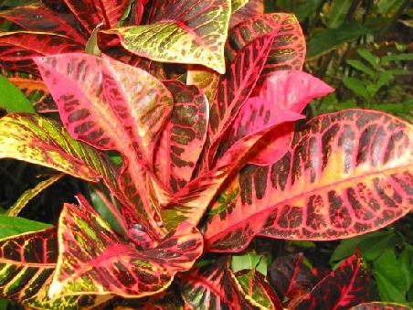 Schoen bunt zeigt er sich teilweise auch
Et c'est parfois aussi tres colore